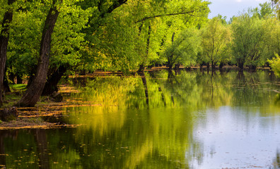Fototapeta na wymiar river landscape near the trees