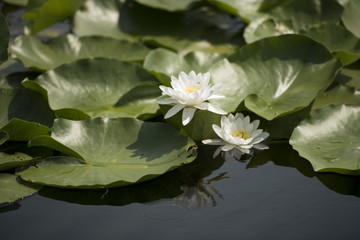 Beautiful white waterlily in the Danube Delta, Romania, on summer day