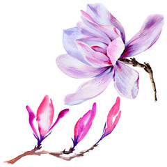Wildflower Magnolia flower in a watercolor style isolated.