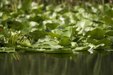 Beautiful white waterlily in the Danube Delta, Romania, on summer day