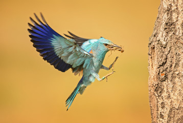 European Roller landing to nest