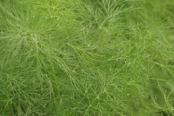 Green fresh dill plant fullscreen background, close up