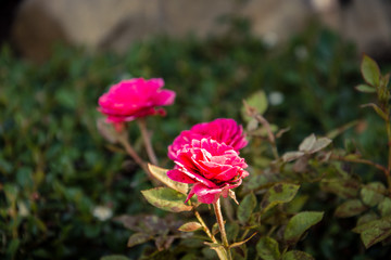 Obraz premium Wild roses.
