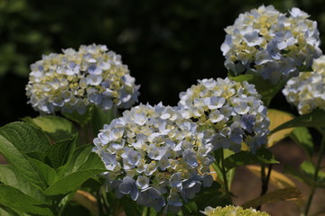 白色の紫陽花
