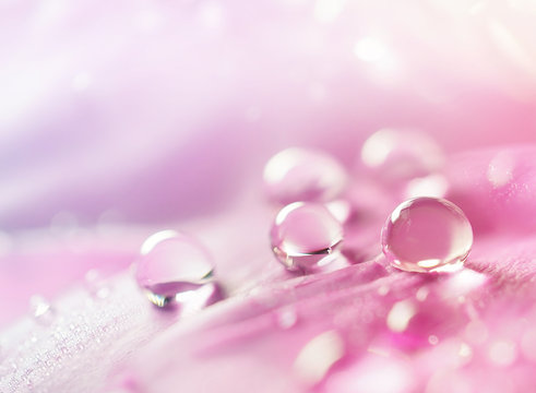 Fototapeta Abstract natural background with beautiful water drops on a pink and lilac petal peony close-up macro. Gentle soft elegant airy artistic image with soft focus.