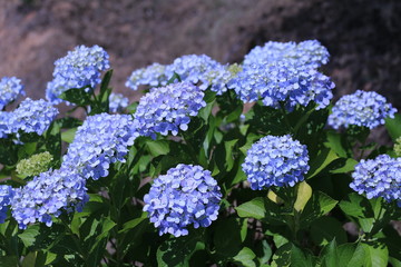 紫色の紫陽花