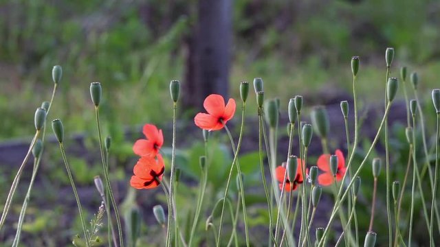 On a green background, gentle, spring wild flowers.Small, bright red flowers.The boxes of the field poppy sway in the wind.