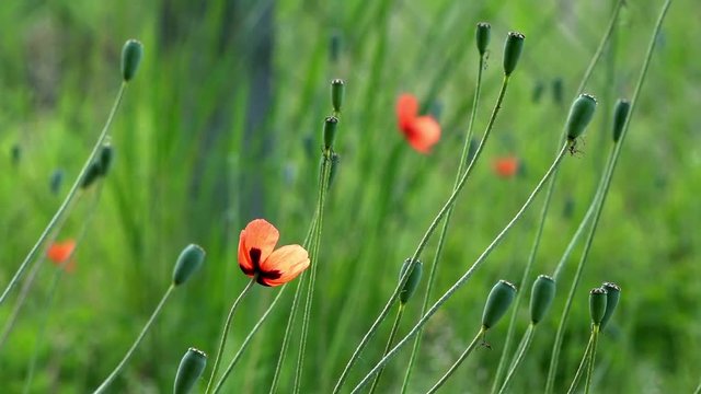 On a green background, gentle, spring wild flowers.Small, bright red flowers.The boxes of the field poppy sway in the wind.
