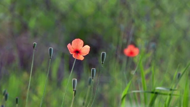 On a green background, gentle, spring wild flowers.Small, bright red flowers.The boxes of the field poppy sway in the wind.