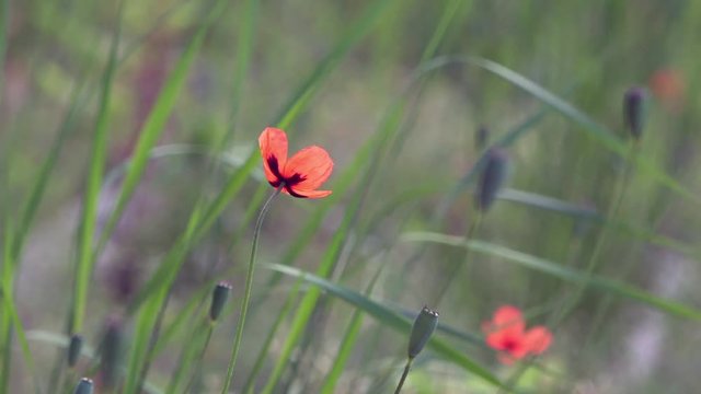 On a green background, gentle, spring wild flowers.Small, bright red flowers.The boxes of the field poppy sway in the wind.