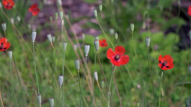On a green background, gentle, spring wild flowers.Small, bright red flowers.The boxes of the field poppy sway in the wind.