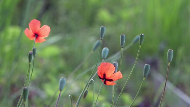 On a green background, gentle, spring wild flowers.Small, bright red flowers.The boxes of the field poppy sway in the wind.