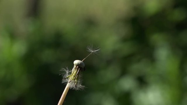Dandelion seed. Tuft of dandelion.Fragile, delicate creature.Creating a mood.An air flower.