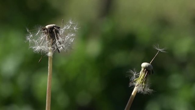 Dandelion seed. Tuft of dandelion.Fragile, delicate creature.Creating a mood.An air flower.