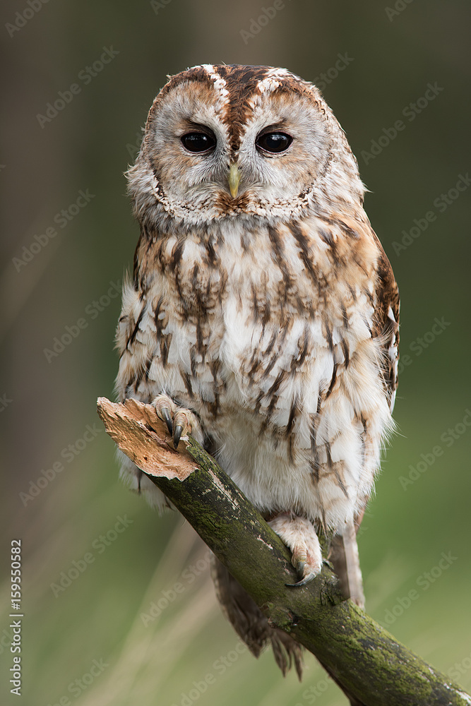Poster A very close full length portrait of a tawny owl facing forward and perched on a branch in upright vertical format