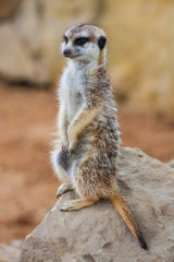 Fototapeta premium Lovely meerkat is protecting his own territory, vertical frame