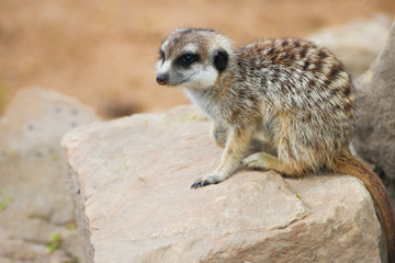 Fototapeta premium Funny meerkat is sitting on the stone with useful copy space