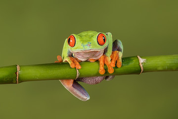 A close up portrait of a red eyed tree frog hanging on to a bamboo shoot looking forward and about to fall