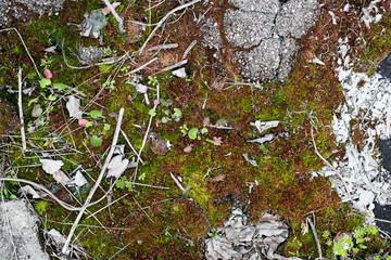 Natural background with moss and stones
