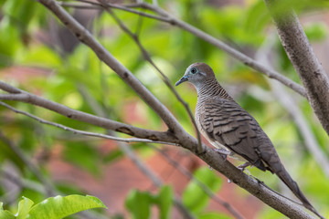Zebra Dove On The Branch Of Tree In Temple,Thailand.