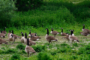 Canadian geese at Duddingston Loch, Scotland