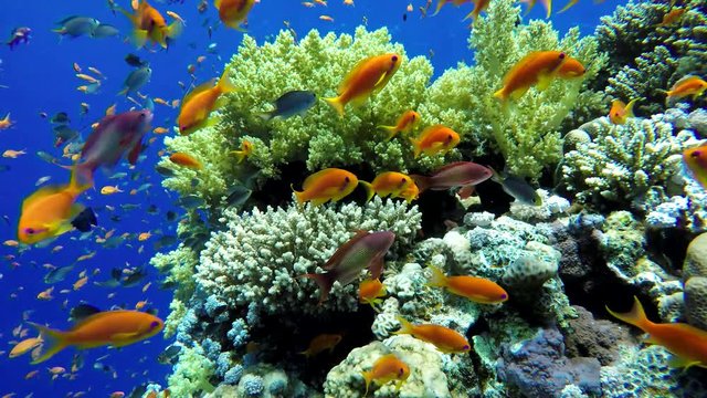
Life in the ocean. Tropical fish and coral reefs. Beautiful corals. Underwater life in the ocean.  Minimal video processing. Natural environmental conditions.
