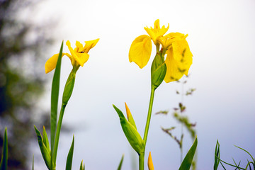 Yellow flag iris pseudacorous on a blurred background