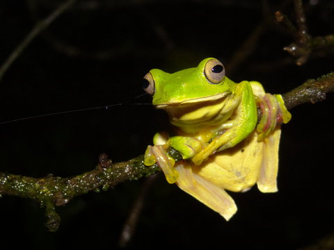 Malbar Gliding Frog: Amboli