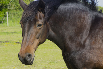 Obraz premium A close up of a beautiful young horses brown head and mane as it stands in a field on a bright sunny day