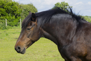 Obraz premium A close up of a beautiful young horses brown head and mane as it stands in a field on a bright sunny day