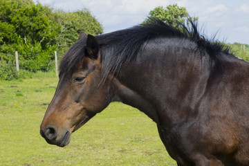 A close up of a beautiful young horses brown head and mane as it  stands in a field on a bright sunny day