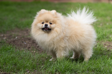 Pomeranian pomeranian beige sits contented on green grass