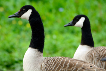 Obraz premium Canadian geese at Duddingston Loch, Scotland
