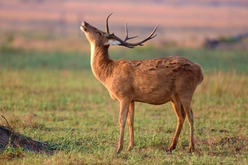 Naklejka premium Barasingha deer in the nature habitat in India. Beautiful and big deers in the dark forest. Indian wildlife and very rare animals. Barasinga deers.