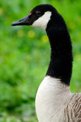 Canadian goose at Duddingston Loch, Scotland