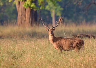 Naklejka na ściany i meble Barasingha deer in the nature habitat in India. Beautiful and big deers in the dark forest. Indian wildlife and very rare animals. Barasinga deers.