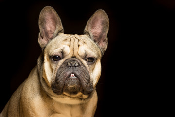 French bulldog of fawn color, black background