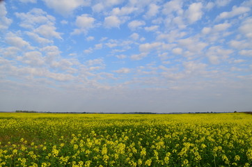 Obraz premium agriculture