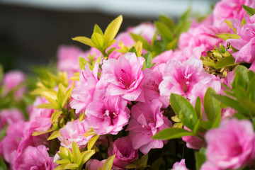 Pink Flowers Blooming