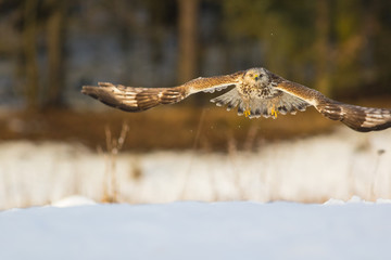 Buzzard in flight like an owl