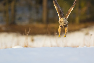Buzzard in flight like an owl