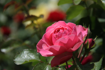 nature