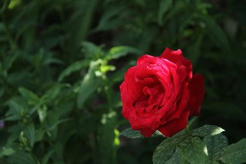 nature