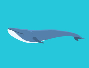 Fototapeta premium Vector whale illustration north surface deep humpback ocean marine mammal wildlife aquatic animal character.