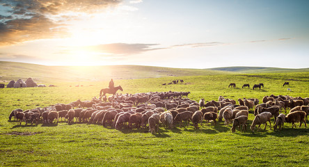 A flock of sheep on the grassland. - obrazy, fototapety, plakaty