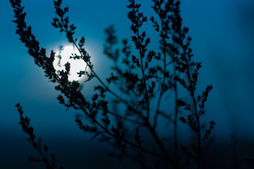 Beautiful vintage blossom background with moon in background