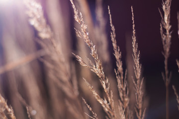 Beautiful vintage blossom background
