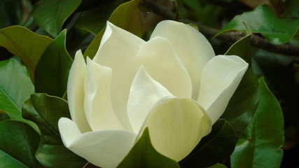Magnolia flower (Magnolia grandiflora)
