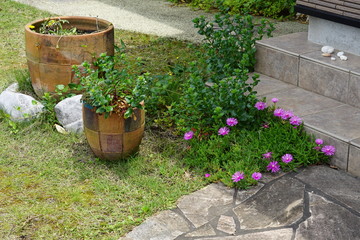 Fototapeta na wymiar 庭の花 玄関先の花