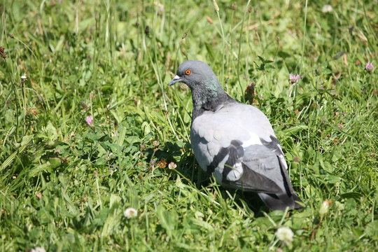 Le pigeon dans l'herbe